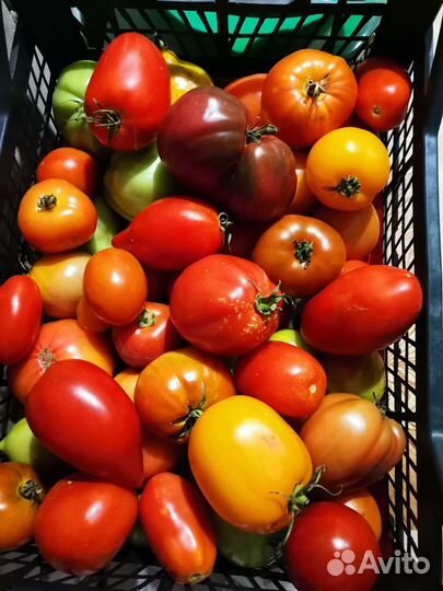 Помидоры, чеснок