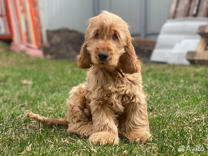 Кокер спаниель