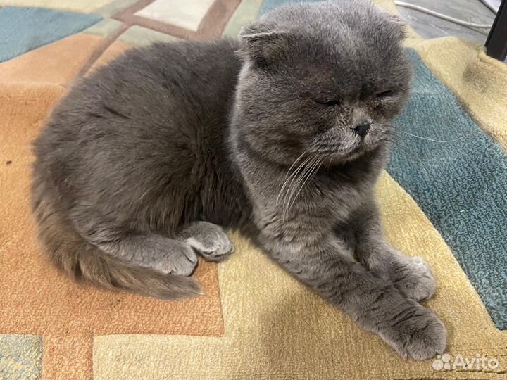 Шотландская кошка