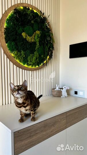 Круг из стабилизированного мха с подсветкой