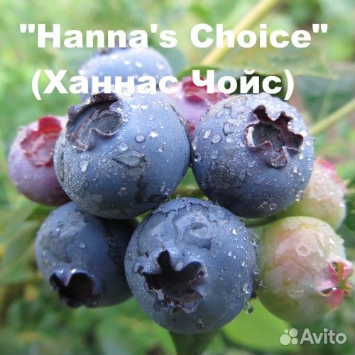 Голубика мегас блю. Голубика Hannah`s choice. Голубика высокорослая Hannah's choice. Голубика высокорослая Ханнас Чойс. Vaccinium corymbosum Hannah's choice.