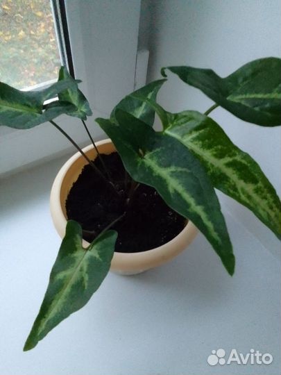 Сингониум ушковидный