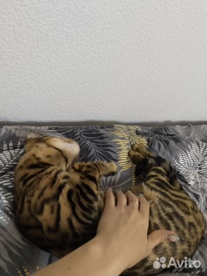 Кошка бенгал