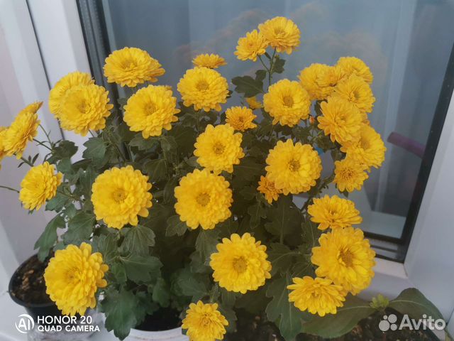 Хризантемы мультифлора шаровидная в горшках купить в Нижнем Новгороде ...