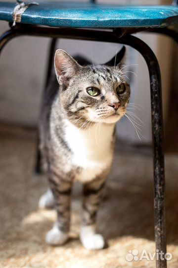 Барсик,молодой котик