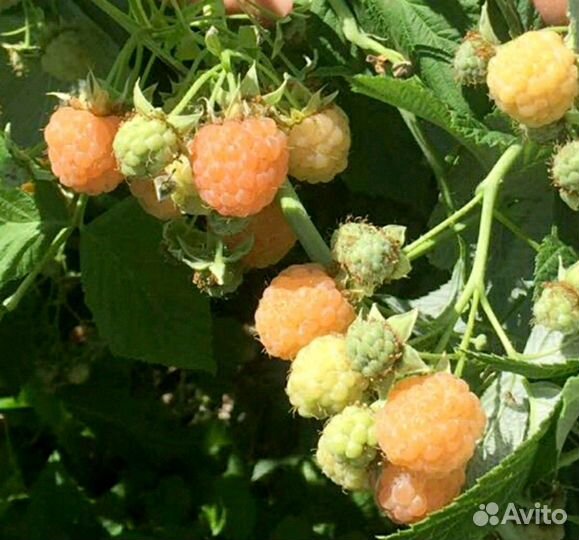 Саженцы малины