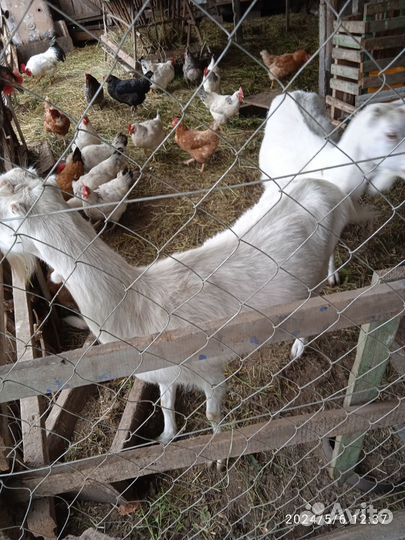 Зааненские козы дойные