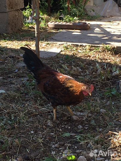 Петушки карликовые