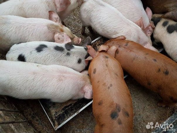 Поросята