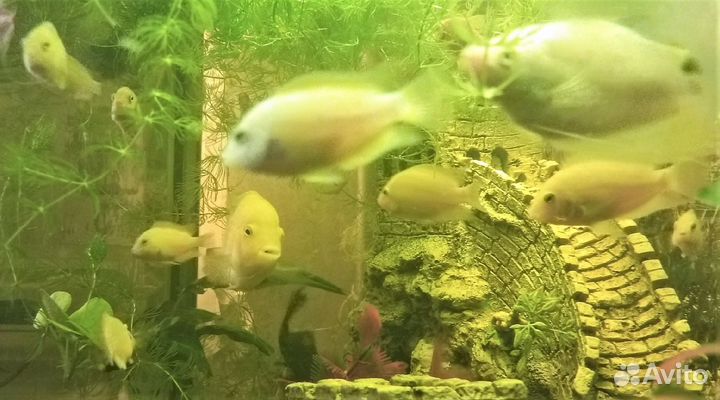 Аквариумные рыбки цихлиды фламинго