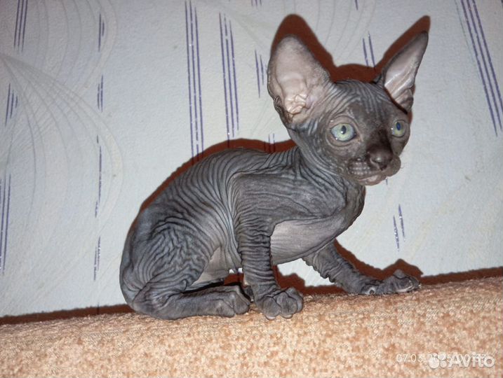 Канадский сфинкс котенок