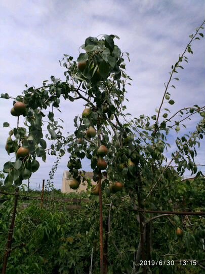 Дом 40 м² на участке 7 сот.