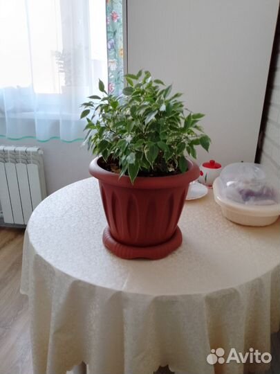 Фикус Бенджамина кинки