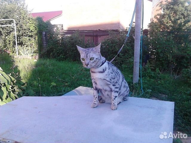 Домашняя передержка Вашего животного-фотоотчет