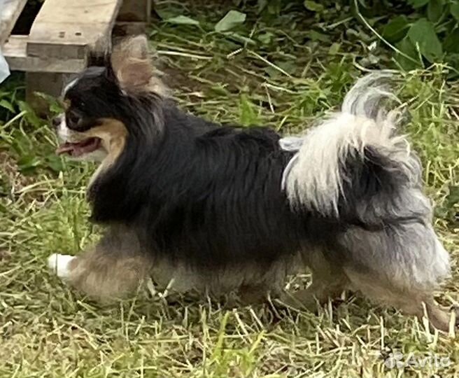 Шикарный кобель чихуахуа