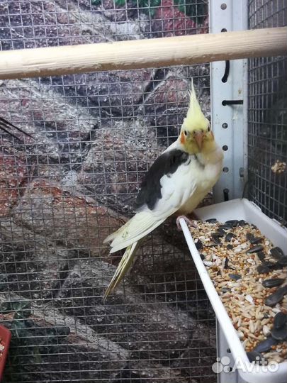 Попугай корелла птенцы, клетка