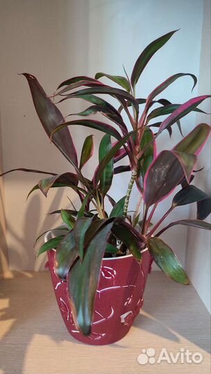 Кордилина 5-ти летняя