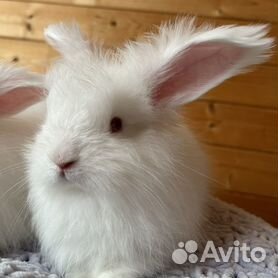 Ангорский пуховой кролик: фото, описание, интересные факты