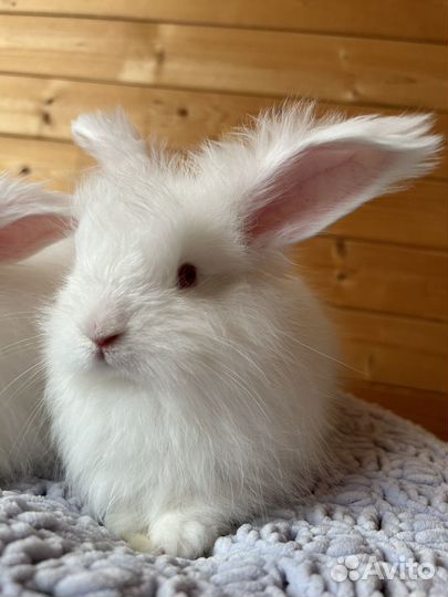 Кролики немецкая ангора