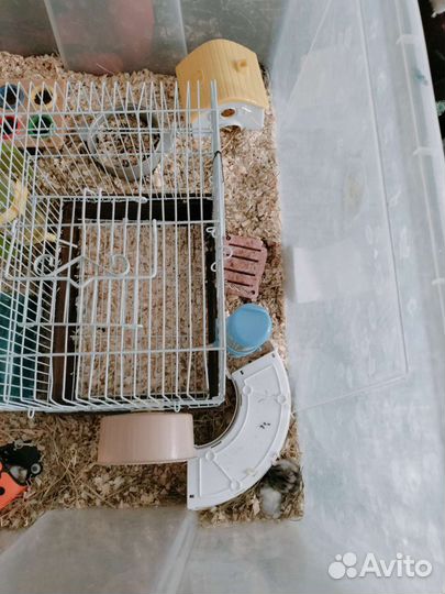 Продам хомяков с клеткой и удобным контейнером