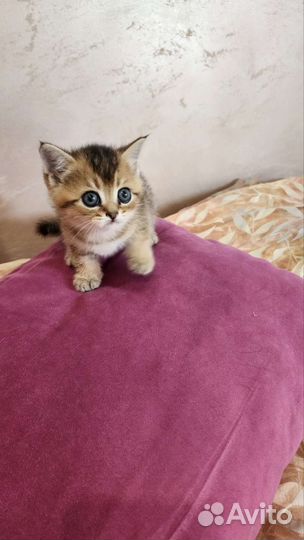 Шотландские