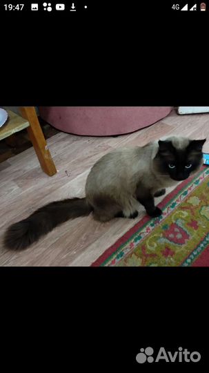 Кот на вязку