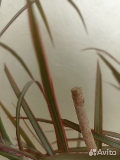 Бонсай Пальма Драцена и Фикус Бенжамина