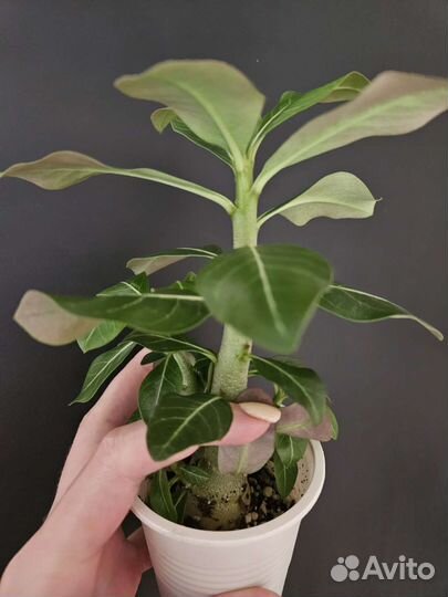 Адениум подростки