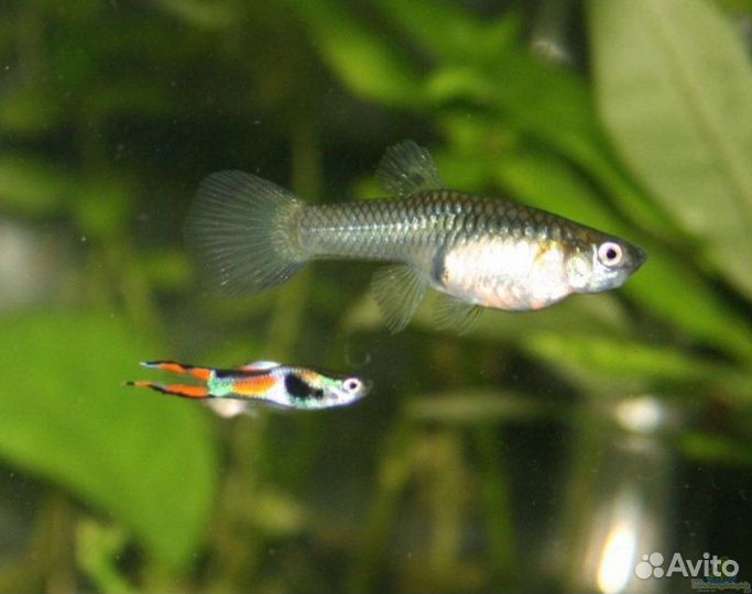Аквариумные рыбки гуппи мальки
