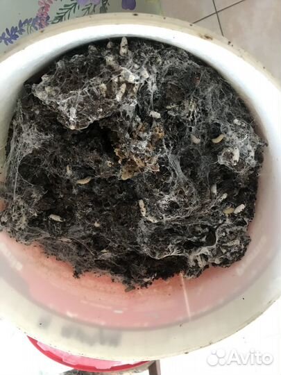 Восковая моль