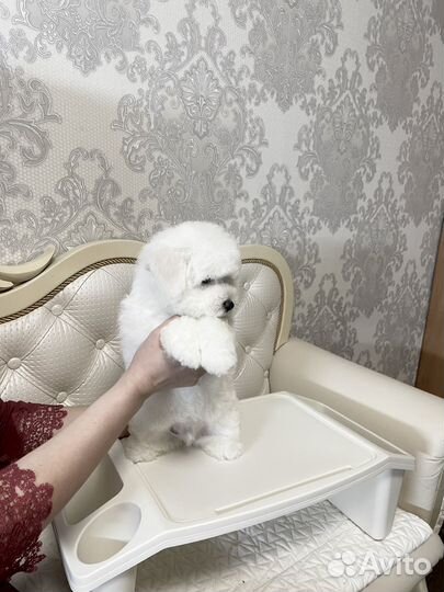 Бишон фризе мальчик