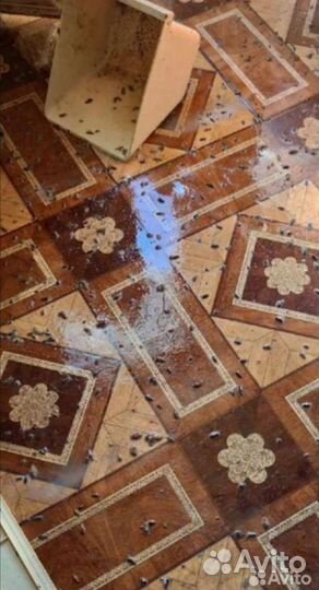 Уничтожение клопов тараканов мышей блох плесени