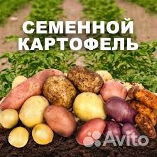 134 сорта лучшего семенного картофеля