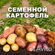 Выбор опытных садоводов из Сибири — картофель Кузнечанка: описание сорта и отзывы