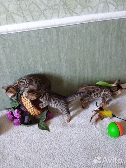 Бенгальские малыши