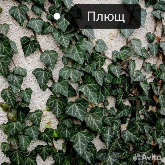 Садовые цветы