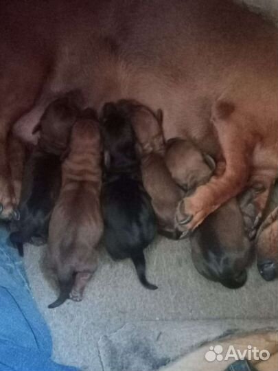 Щенки таксы