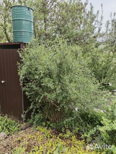 Саженцы годжи