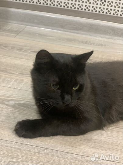 Котик в добрые руки