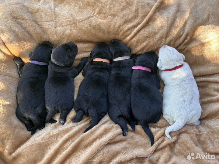 Щенки лабрадора