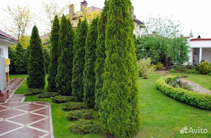 Туя смарагд