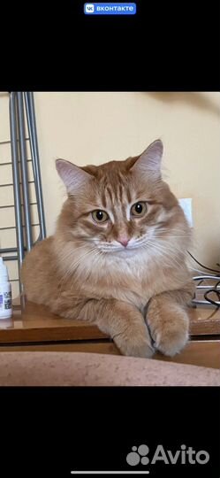 Кот Бегемот