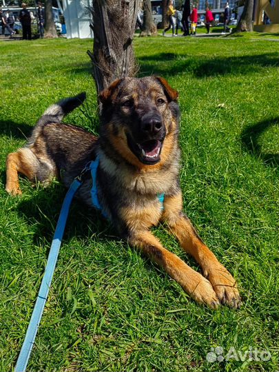 Собака в добрые руки