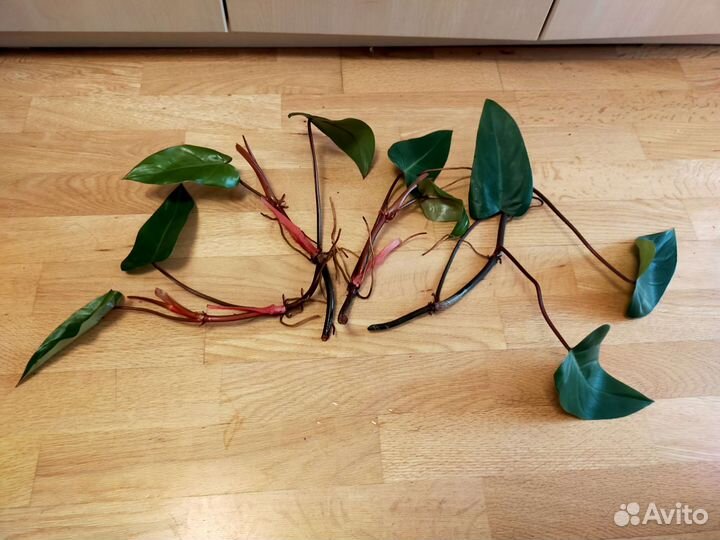 Филодендрон краснеющий, отростки(5шт), бол.горшок