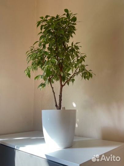 Фикус Бенджамина, комнатное растение