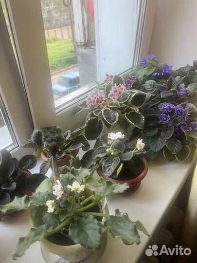 Комнатные цветы