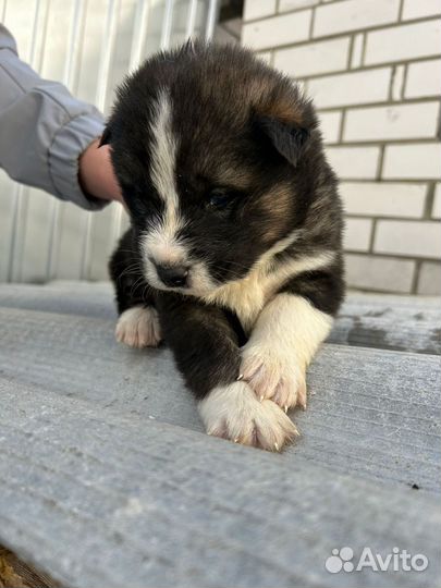 Щенки маламута