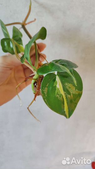 Комнатные растения, филодендрон, сциндапсус и др