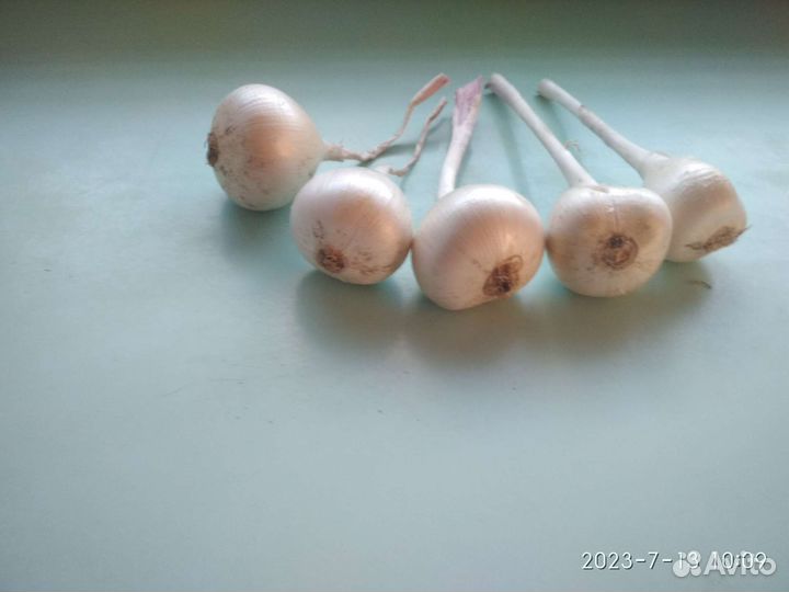 Луковицы Суворовского лука