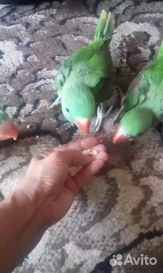 Попугай александрийский (птенцы)выкармыши и другии